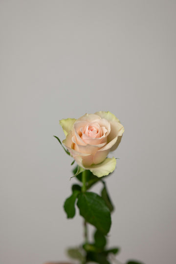 A single soft pink rose on a warm neutral background — quiet, considered, no hype.